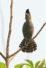 Barred Antshrike